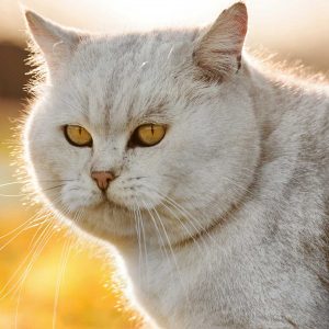 Perros y gatos